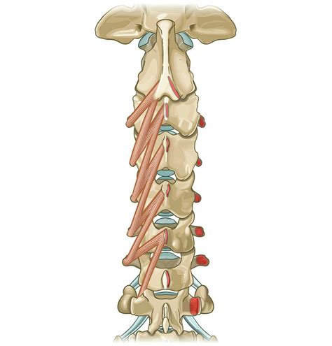 Transversospinalis Origin And Insertion