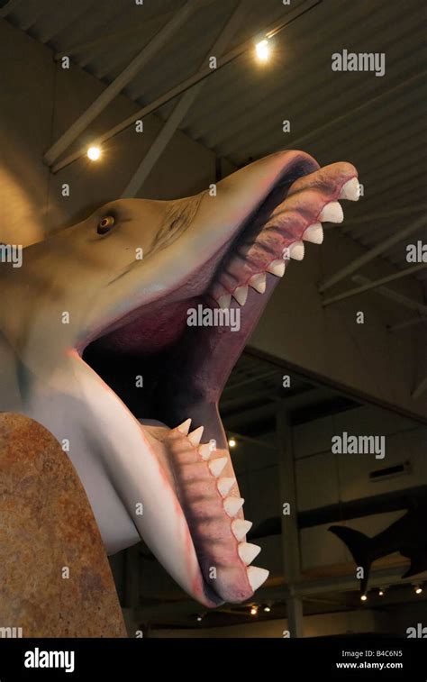 Replica of Giant scissor toothed shark Edestus giganteus that roamed European and North American ...