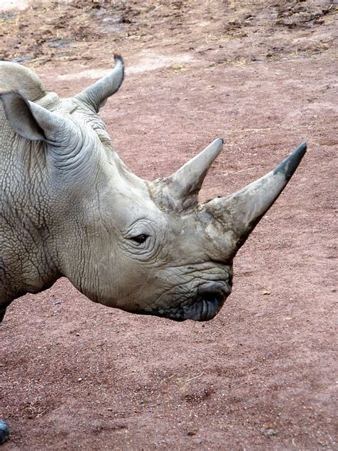 Animal Rhino Horn · Free photo on Pixabay