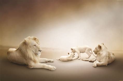 HD wallpaper: Lion Family, white background, White lion | Lion family, Lion artwork, White lion