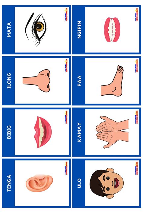 FREE Filipino Flashcards - Body Parts (Bahagi ng Katawan) — The Filipino Homeschooler