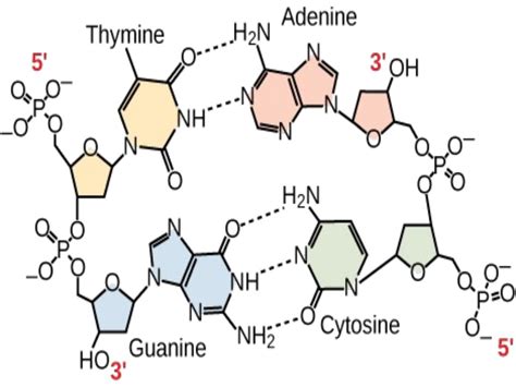 Nitrogenous bases