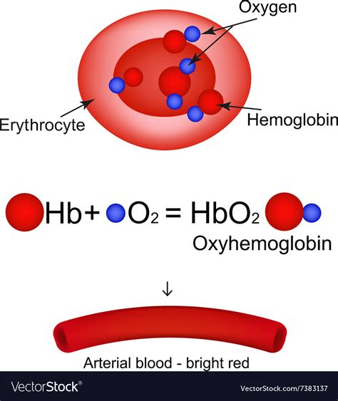 Oxyhemoglobin hemoglobin carries oxygen Royalty Free Vector