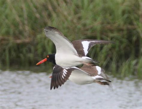 birds - Picture of Lowcountry Wildlife Photo Safaris - Day Tours ...