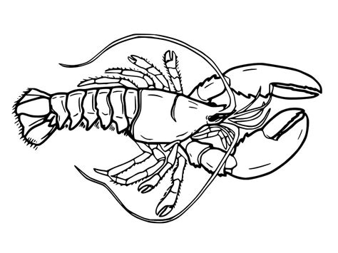 Maine Lobster coloring page - Download, Print or Color Online for Free