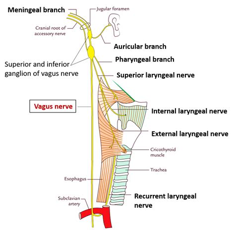 Vagus Nerve - Nuclei, course, branches, structures supplied and lesion