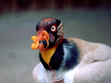 Freaky! | Funny bird pictures, Weird birds, Bird pictures