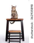 Calico Cat On Chair Free Stock Photo - Public Domain Pictures