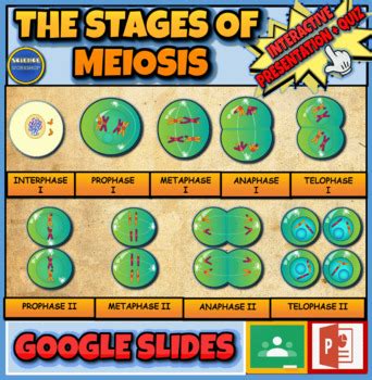 Stages Of Meiosis: Cell Division & Reproduction: Interactive Powerpoint | Meiosis, Interactive ...