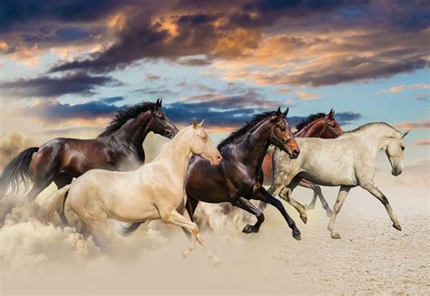 Galloping Horse Wallpapers - Top Free Galloping Horse Backgrounds ...