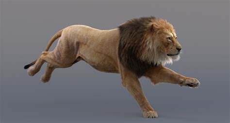 3D Lion Animated — Missset