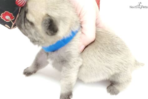 Blue: Pug puppy for sale near Nashville, Tennessee. | d4d0121d-0431