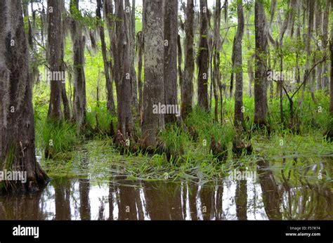 Spanish moss hanging from cypress trees in a Louisiana bayou swamp Stock Photo - Alamy