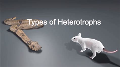 Types of Heterotrophs - YouTube