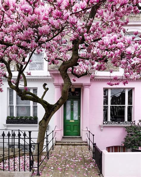 London is... ...a tough choice! • 🇬🇧Cherry Blossoms! Nope! Magnolias! Maybe cherry blossoms ...