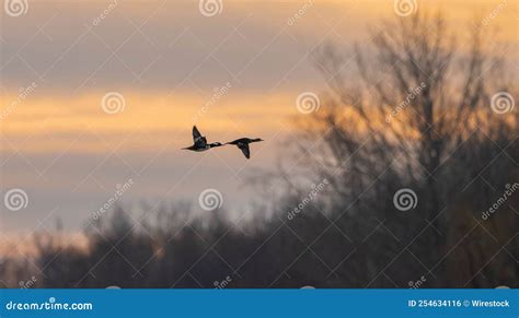 Little Geese Flying at Sunset Stock Photo - Image of forest, outdoors: 254634116