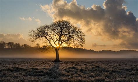 Oak Tree – Meaning and Symbolism - Meaning Zone