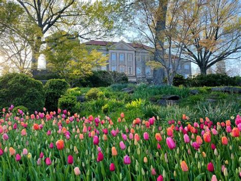 These 5 Spots Across Tennessee Are The Perfect Places To See Blooming ...