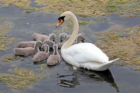 Dougie Coull Photography: Swans and Cygnets - Greenock Dam