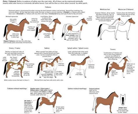 Horse coloring, Horse coat colors, Horse color chart