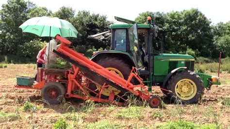 Harvesting garlic at the South West Garlic Farm - YouTube