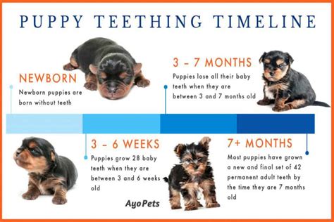 Do Puppies Swallow Their Baby Teeth? | Ayo Pets