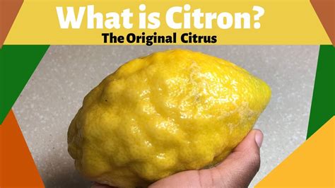 What Is A Citron? The Ancient Fruit You Should Be Eating Now | vlr.eng.br