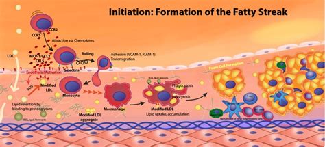 The Role of Lipids and Lipoproteins in Atherosclerosis - Endotext - NCBI Bookshelf