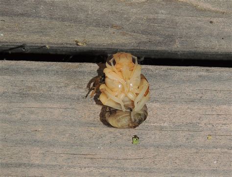 Carpenter Bee Larvae Photo - Picture Of Carpenter