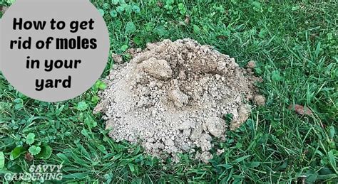 How to Get Rid of Moles in Your Yard and Garden