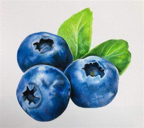 Blueberries Drawing