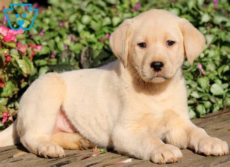 Yellow Lab Puppies for Sale - Keystone Puppies