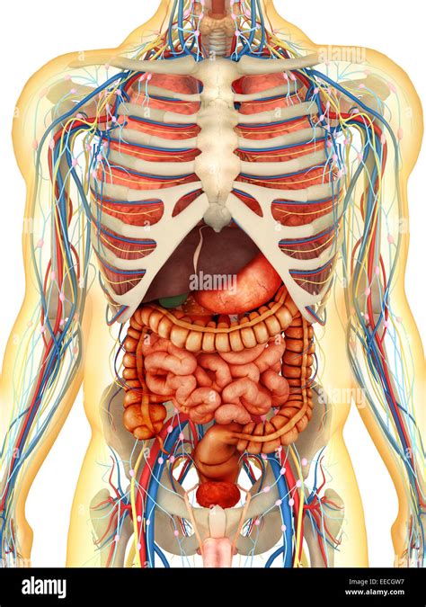 Transparent human body with internal organs, nervous system, lymphatic ...