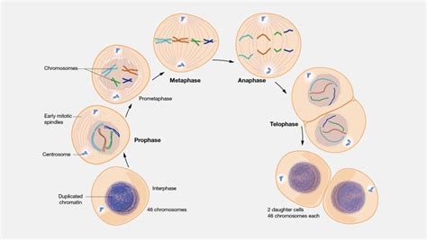 Perbedaan Mitosis dan Meiosis, Ini Penjelasannya | Maukuliah Blog