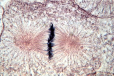 Whitefish Cells, Metaphase, Lm Photograph by Science Source