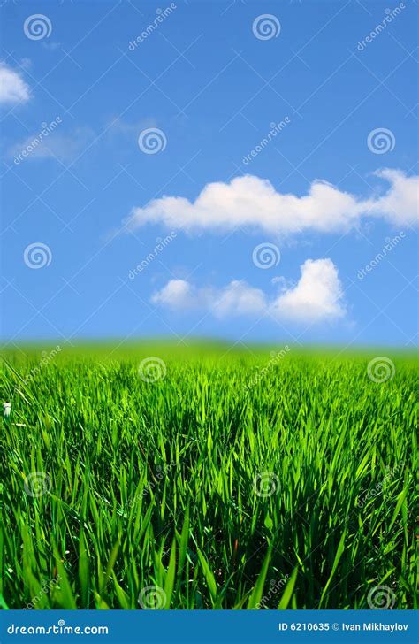 Green grass landscape stock image. Image of blue, beauty - 6210635