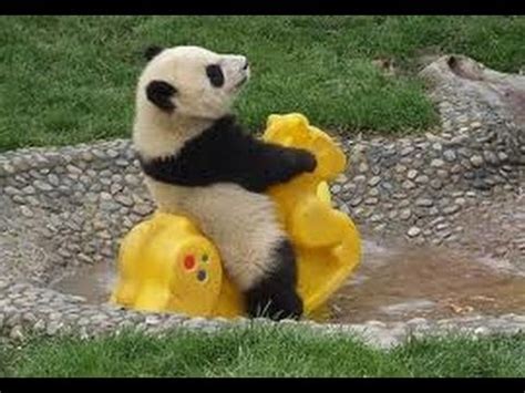 So Cute! Baby Panda Playing (1) - YouTube