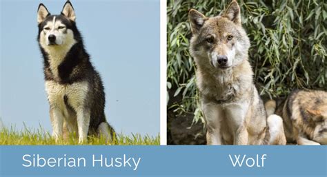 Husky Vs Wolf: Key Differences Explained A-Z Animals, 56% OFF