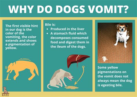 Ultimate Guide To Understanding Yellow Puke In Dogs | Bark For More