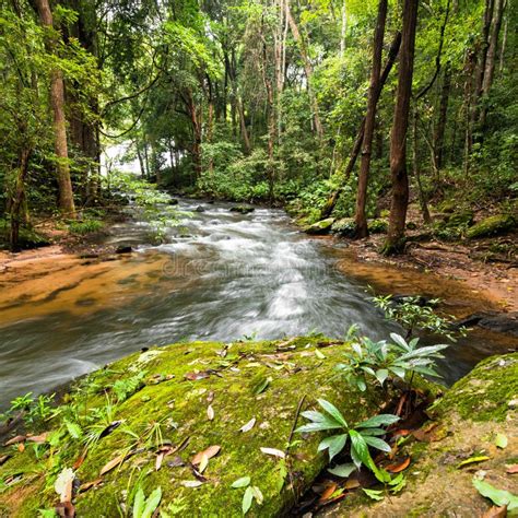 Paesaggio Tropicale Della Foresta Pluviale Con Il Fiume Scorrente ...