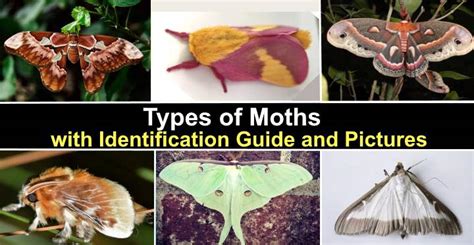 Types of Moths With Identification and Pictures (Identification Chart)