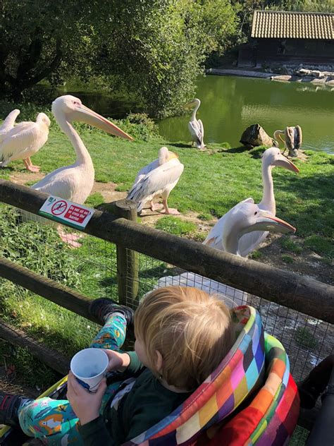 Review: Blackpool Zoo - The MUST VISIT attraction in Blackpool with Family | Welsh Mum of One