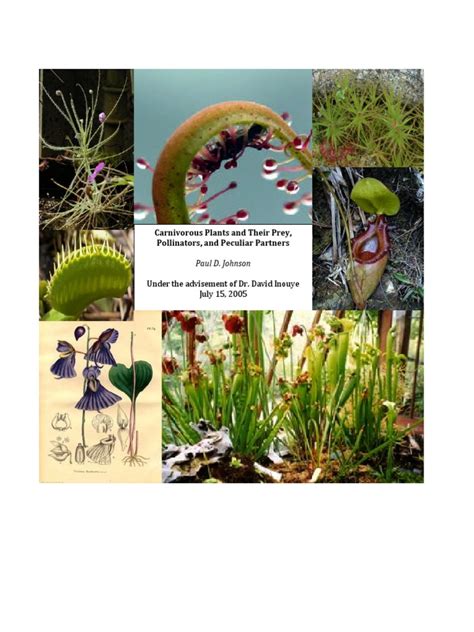 Carnivorous Plants | PDF | Photosynthesis | Plants