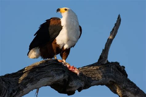 14 Incredible Facts About the Fish Eagle: Africa’s Greatest Raptor