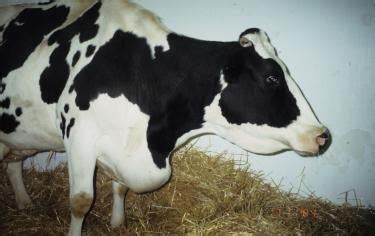 Enzootic Bovine Leukosis; Bovine Leukemia; Bovine Leukosis; Bovine ...