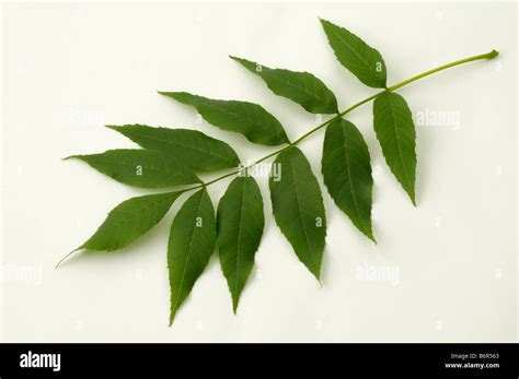 Frêne commun, Frêne (Fraxinus excelsior), feuille, studio photo Photo Stock - Alamy