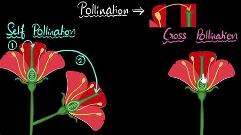 Self Pollination Examples