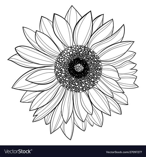 Sunflower flower black and white Royalty Free Vector Image