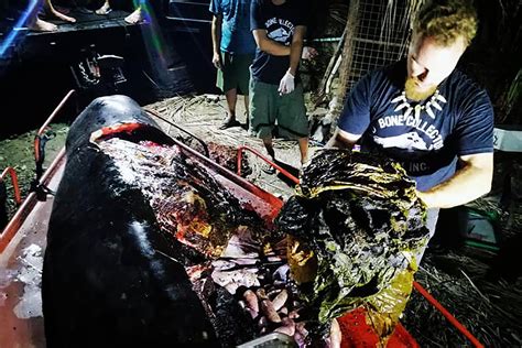 Dead Whale Found With 88 Pounds of Plastic Inside Body in the ...