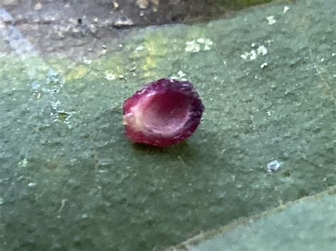 Maryland Biodiversity Project - Hickory Sticky Ginger Jar Gall Midge (Caryomyia viscidolium)